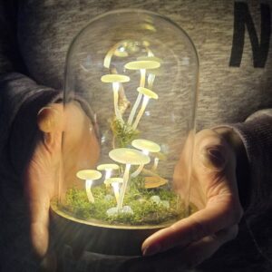 Foszforeszkáló gombás úvegbúra